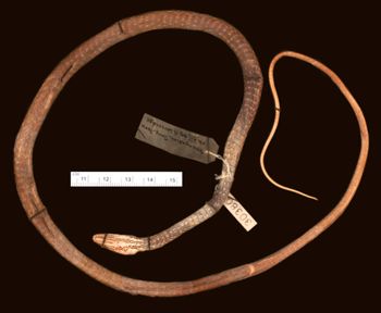 Media type: image;   Herpetology R-30380